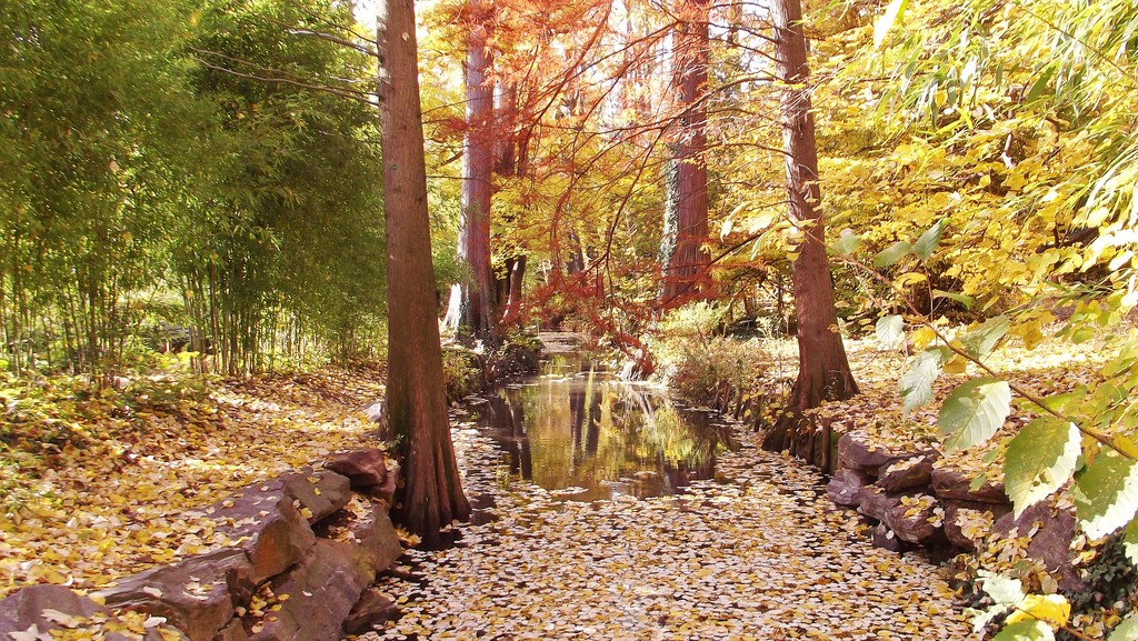 Parc Tete D'Or, Autumn