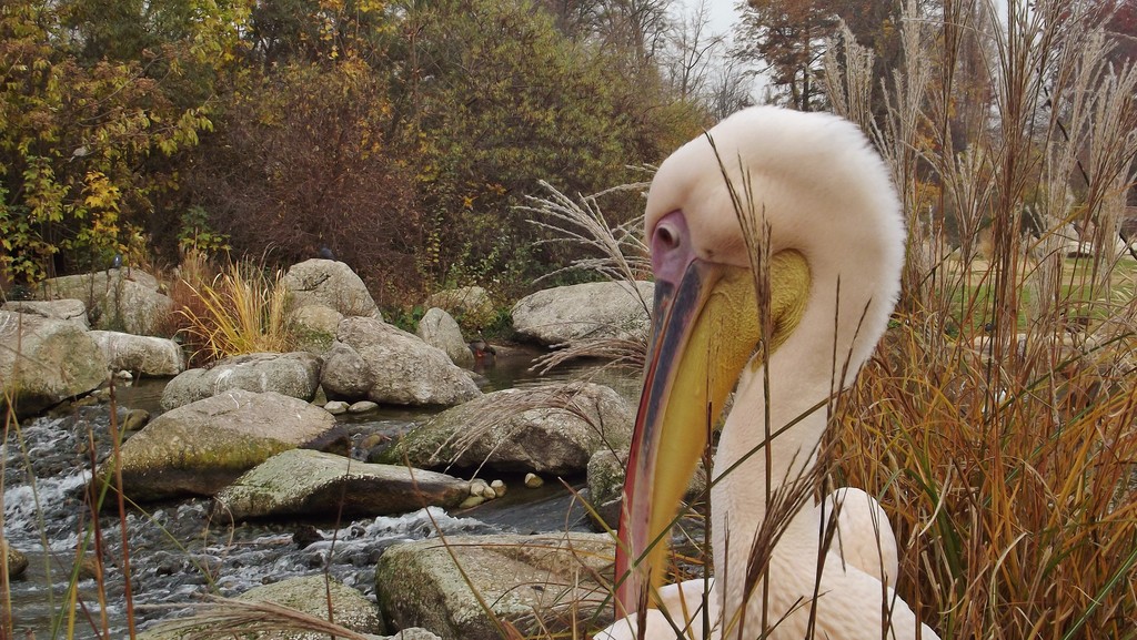 Pelican, Parc Tete d'Or