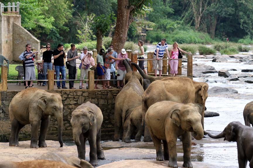 Pinnawala elephant orphanage, Sri Lanka
