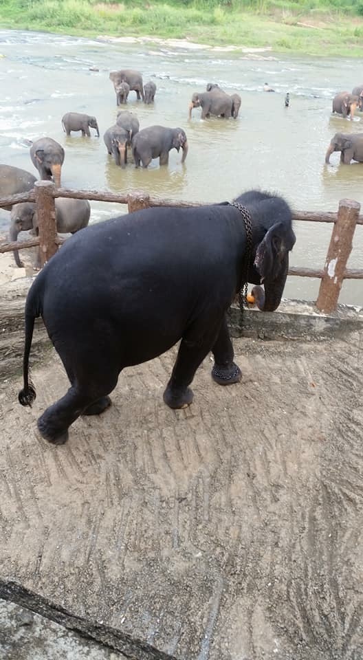 Pinnawala elephant orphanage, Sri Lanka