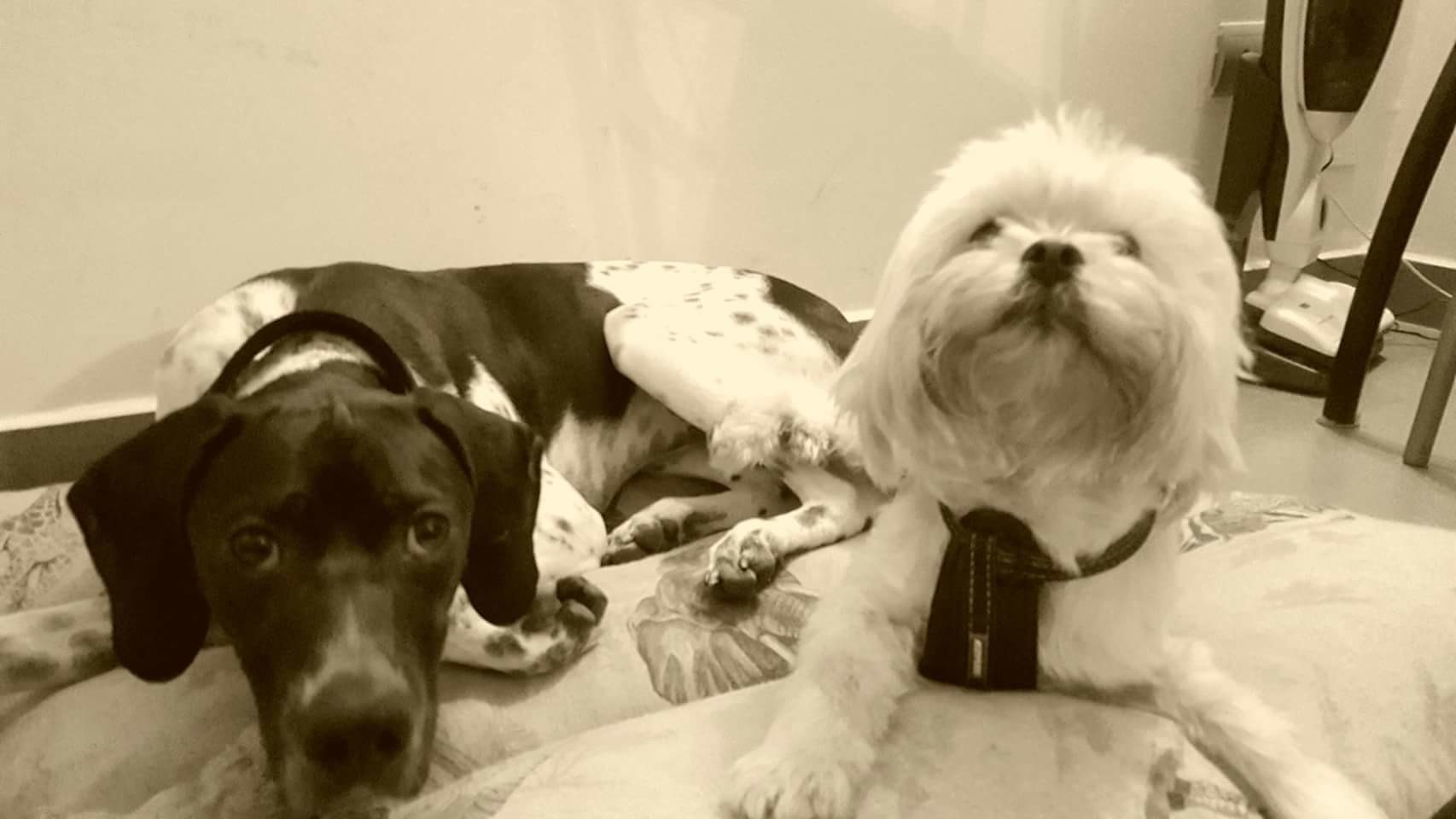 How To Rent With A Dog at Dale Armstrong blog