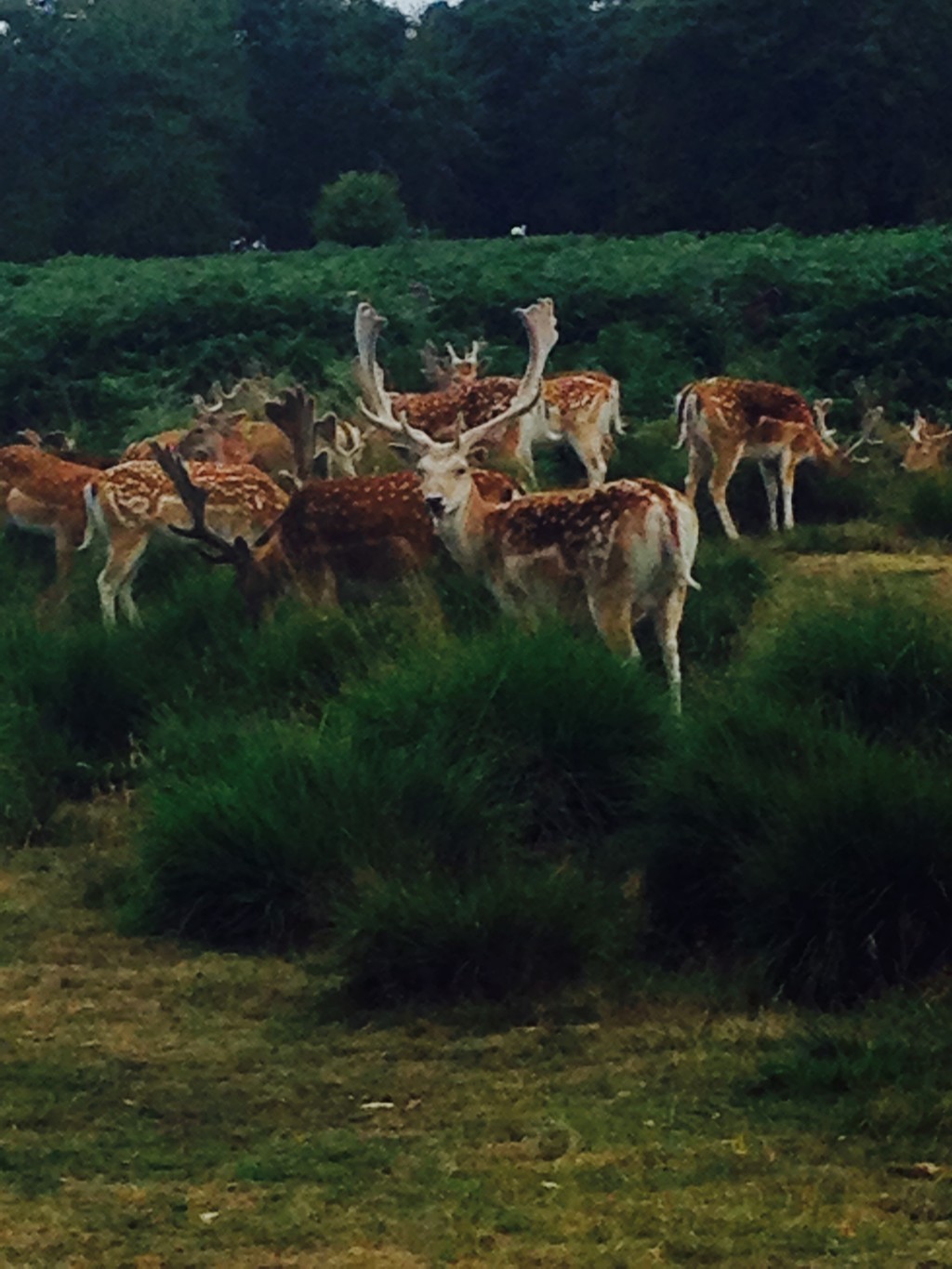 Richmond Park.