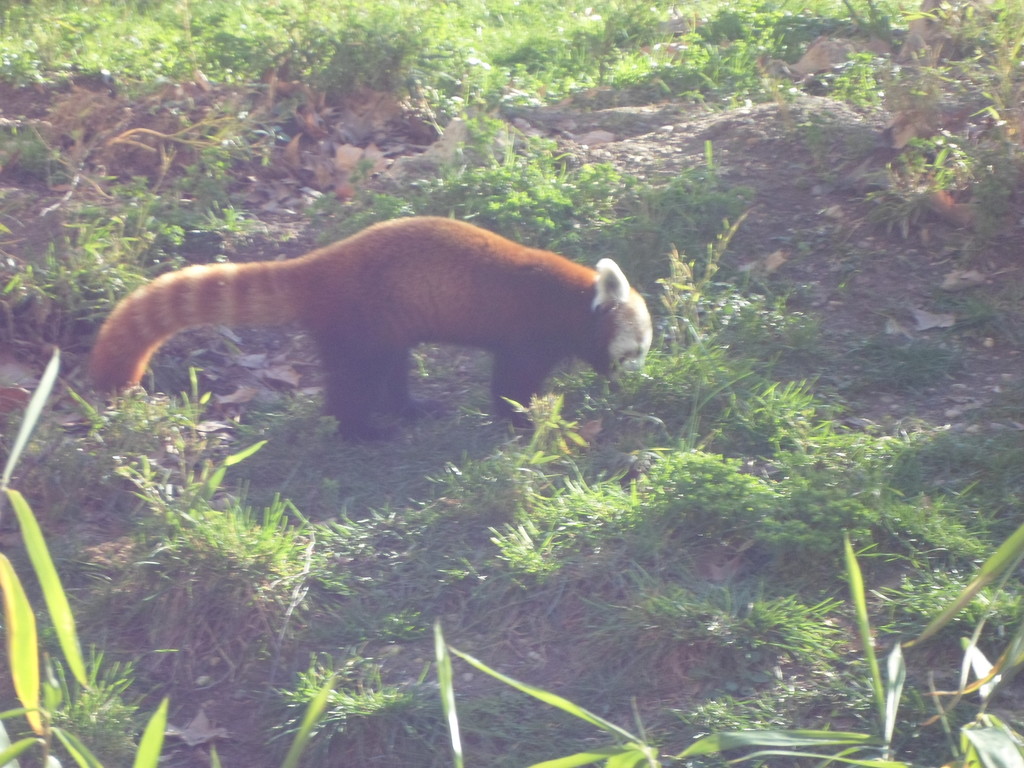 the small panda was searching something 