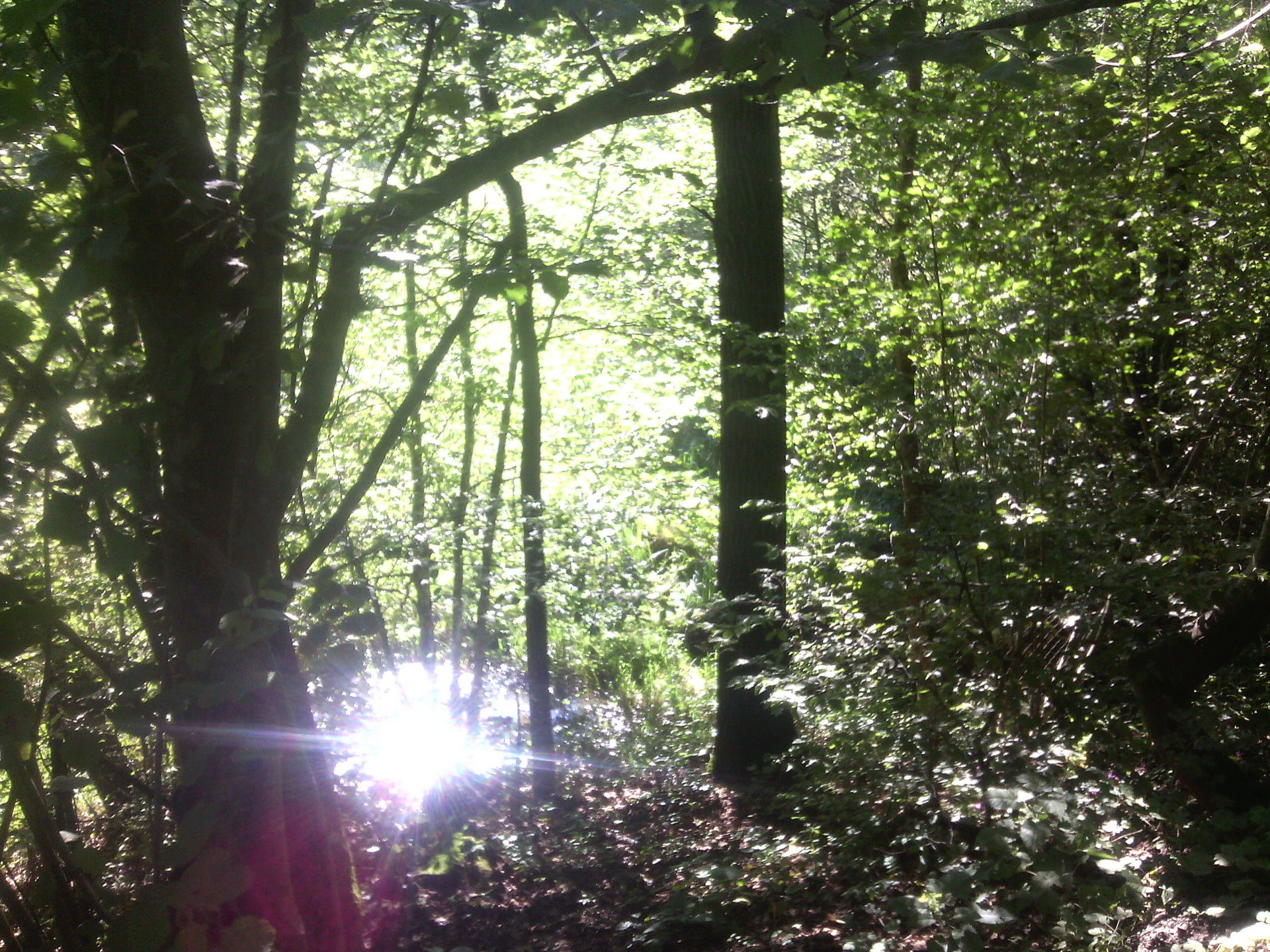 soul-purifier-leechwald-forest-c9d00c29e