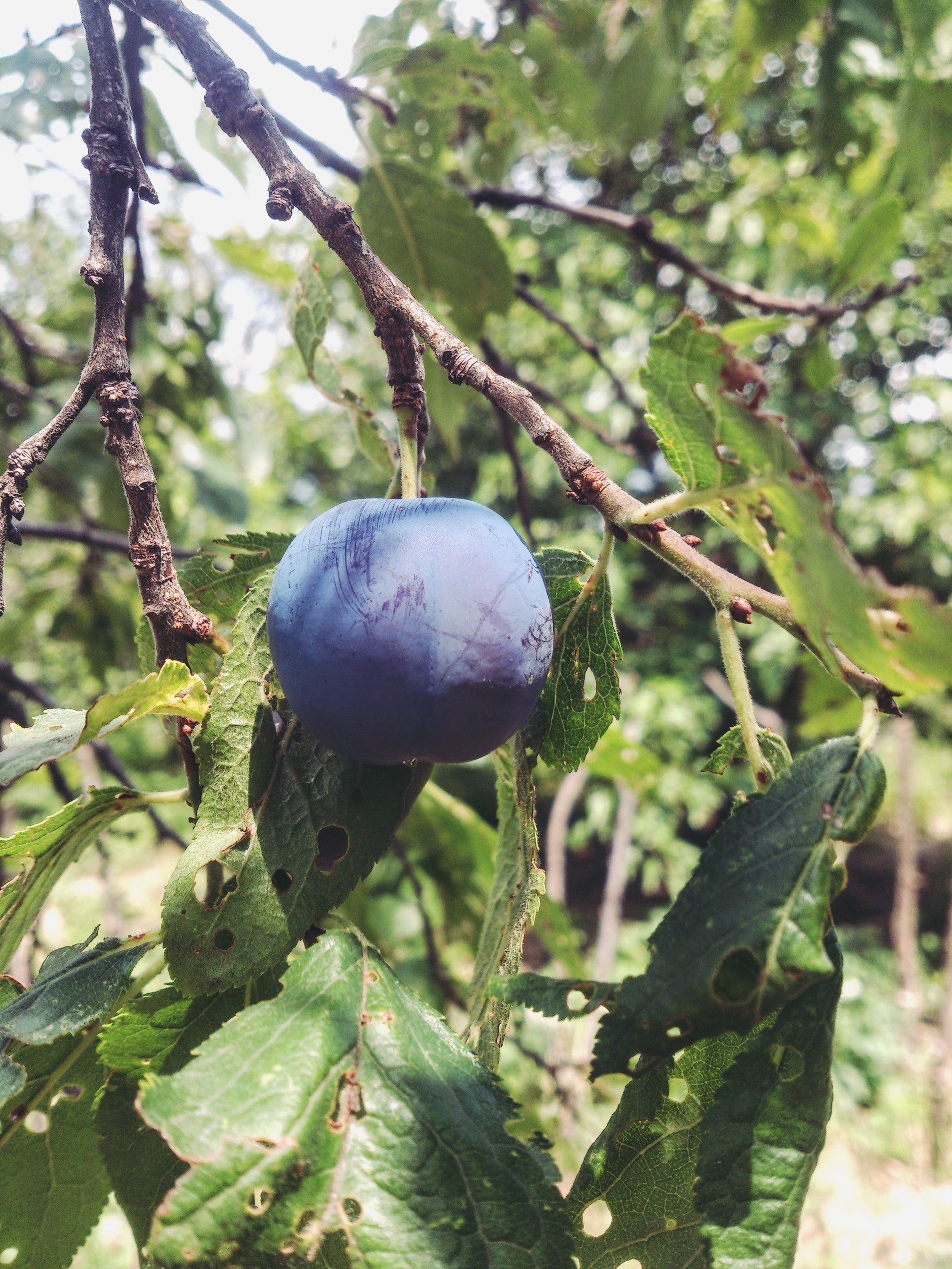 Summer fruit