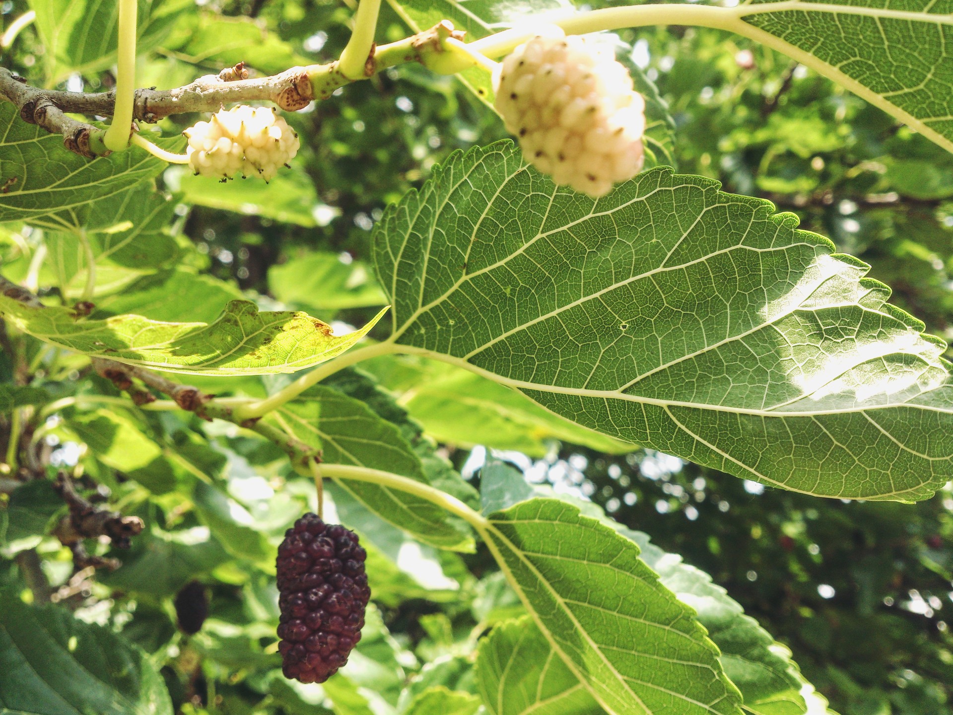 Summer fruit