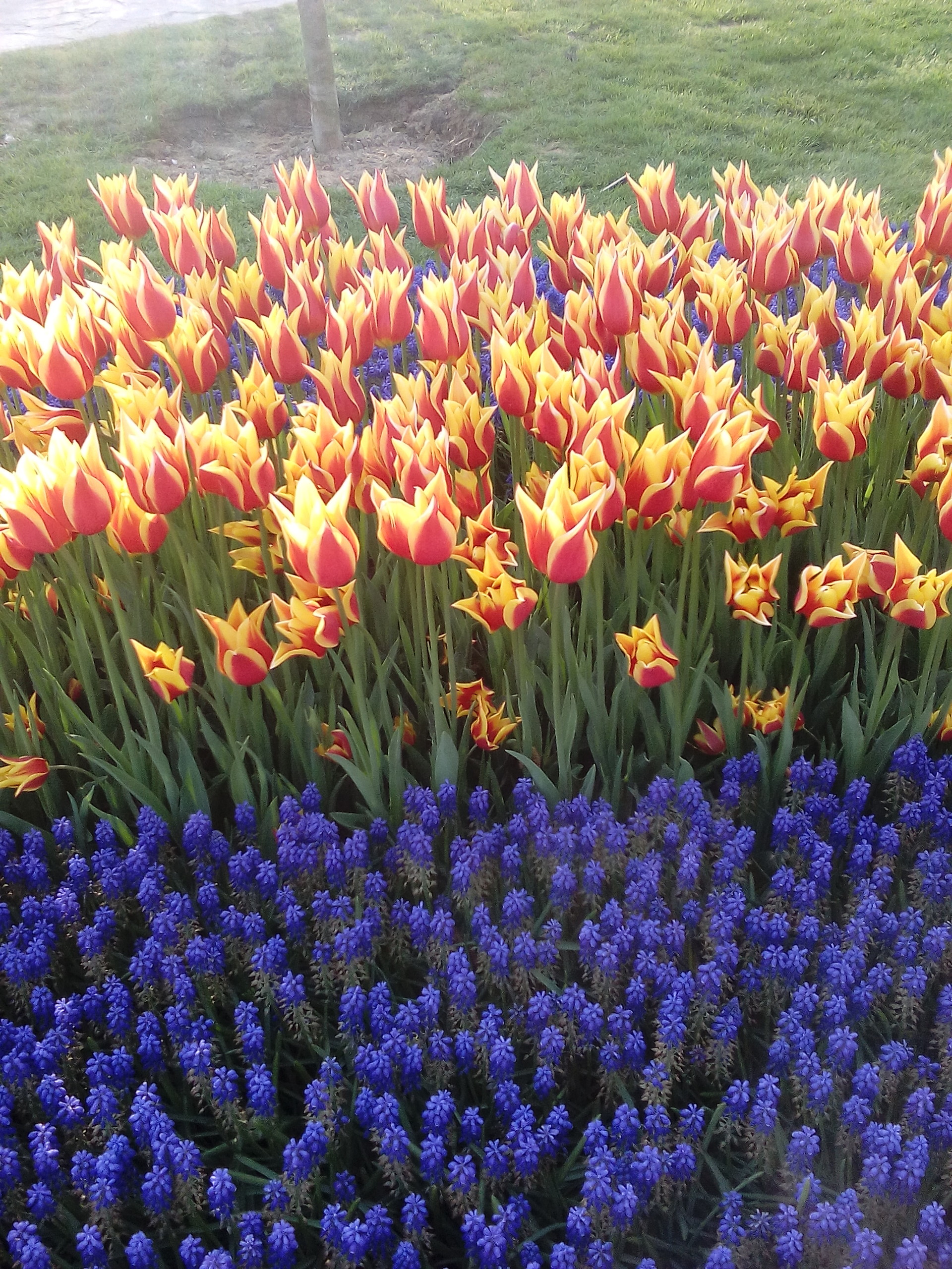 tulip-festival-istanbul-beauty-april-893