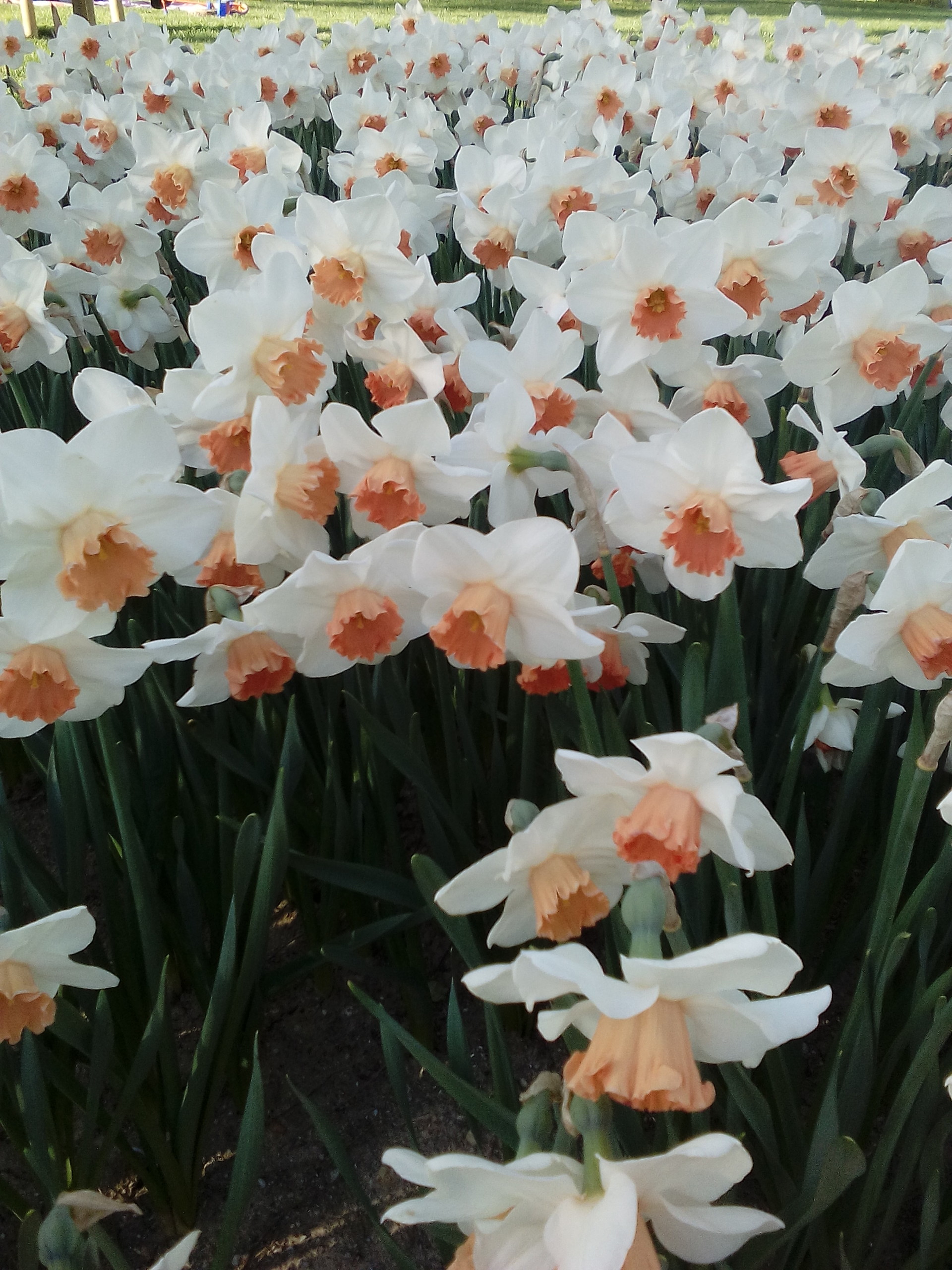 tulip-festival-istanbul-beauty-april-efa