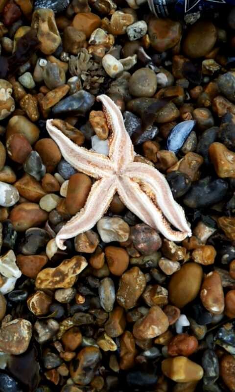 Una estrella de mar en Southsea