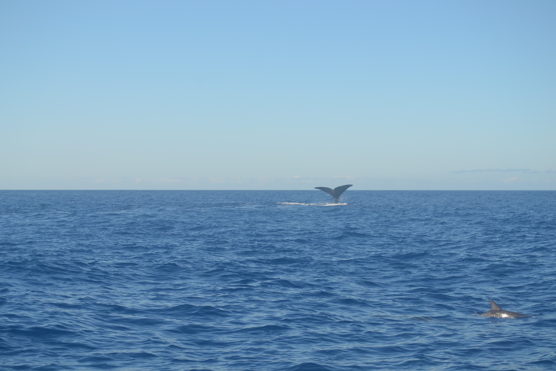 Whale and Dolphin in Faial Island, Açores, Portugal