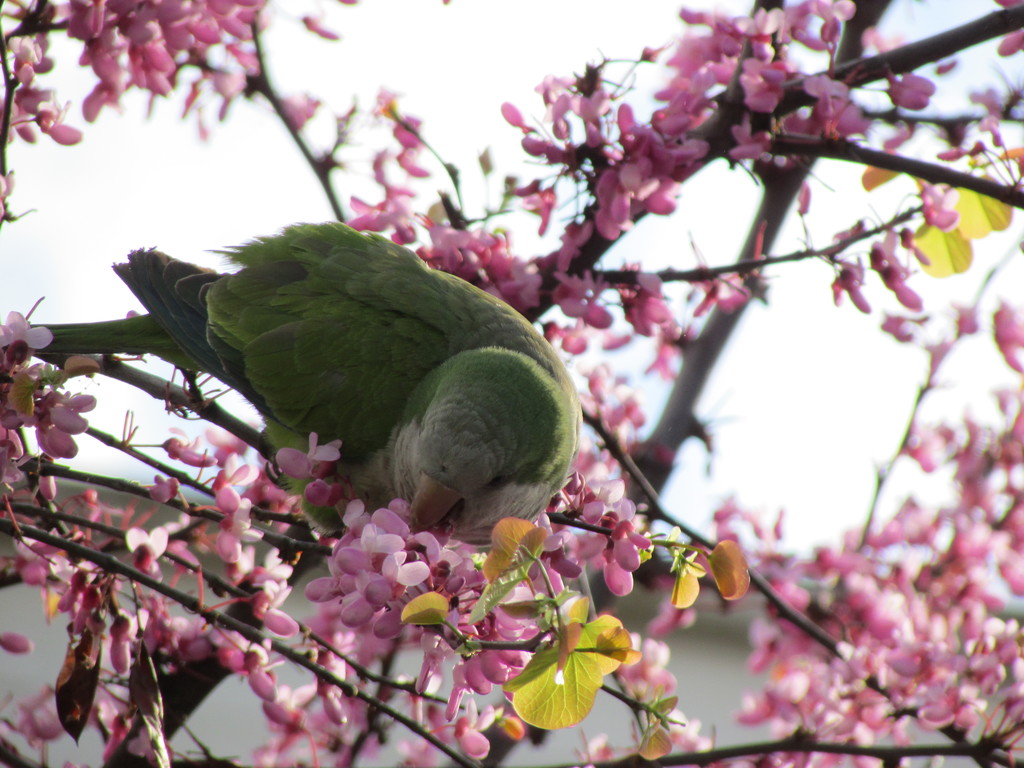 Wiosenna papuga